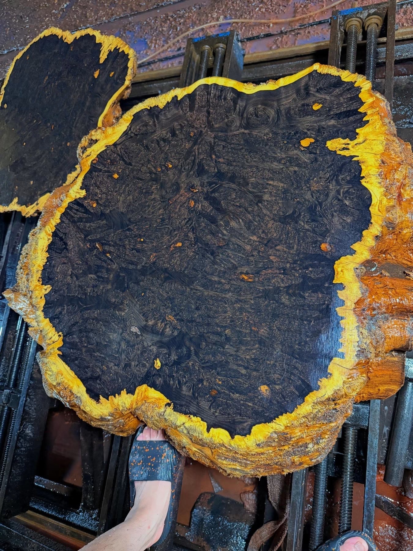 African Blackwood Burl